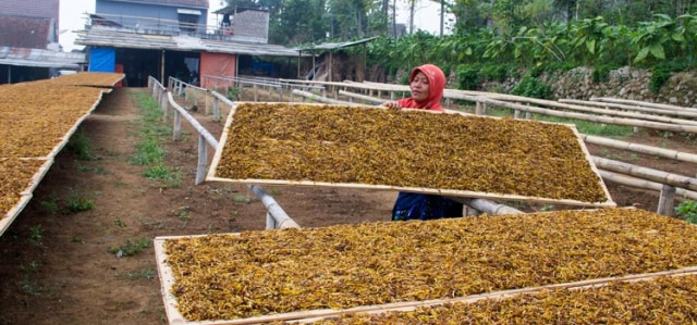 Mengenal Tiga Tradisi di Kalangan Petani Tembakau