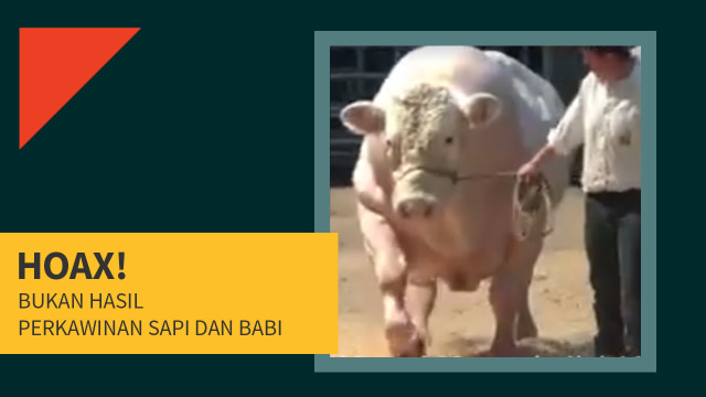 Bukan hasil perkawinan sapi dan babi (Foto: Deanda Dewindaru/kumparan)