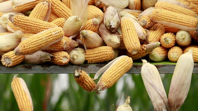 Jagung (Foto: Reuters/Kim Kyung-Hoon)