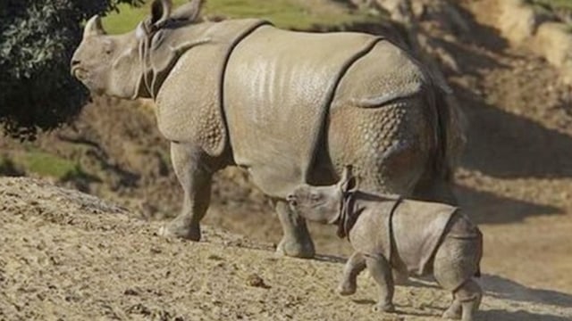 Badak Jawa (Foto: Dok. auriga.co.id)