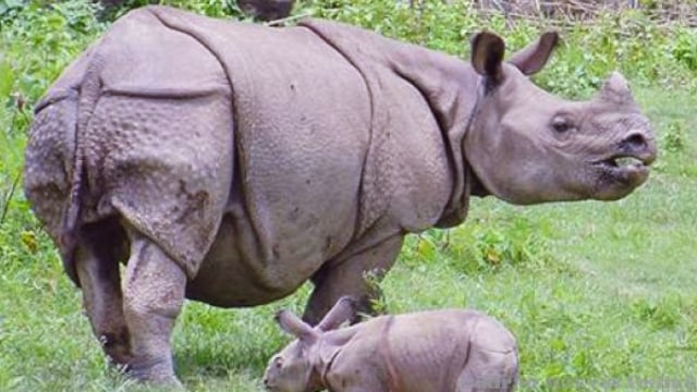 Badak Jawa (Foto: Dok. uajy.ac.id)