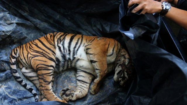 Pembunuhan Harimau Sumatera. (Foto: Antara/Irsan Mulyadi)