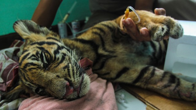 Anak Harimau Sumatera Mati (Foto: Antara/Rony Muharrman)