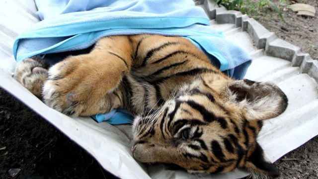 Anak Harimau Sumatera Mati (Foto: Antara/Rony Muharrman)