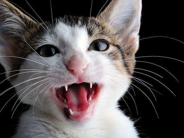 Mengapa Kucing Mengeong?
