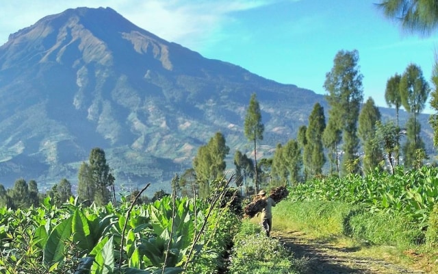 Ladang pertanian di sekitar Gunung Sindoro. Foto: Naufal Abdurrasyid/kumparan