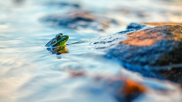 Seperti Katak dalam Tempurung Digital (1)