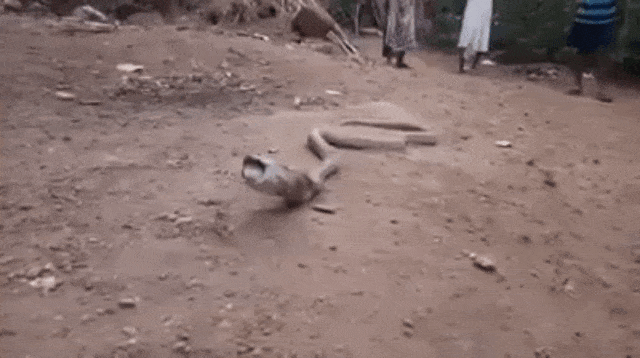 Ular Muntahkan Plastik (Foto: Newsflare)