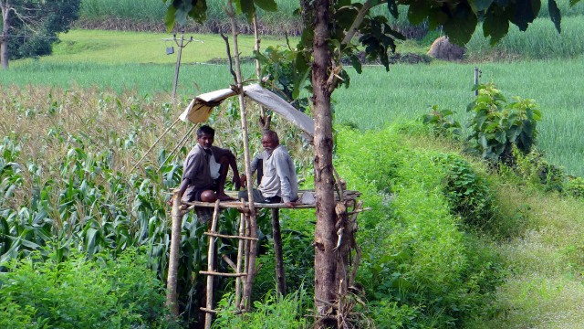 Petani di India. (Foto: Pixabay)