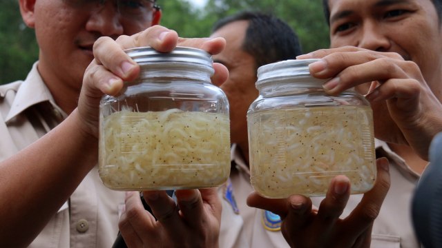 Ilustrasi benih lobster. Foto: Antara/Ardiansyah