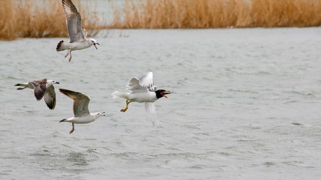 Ilustrasi laut (Foto: Reuters/Shamil Zhumatov)