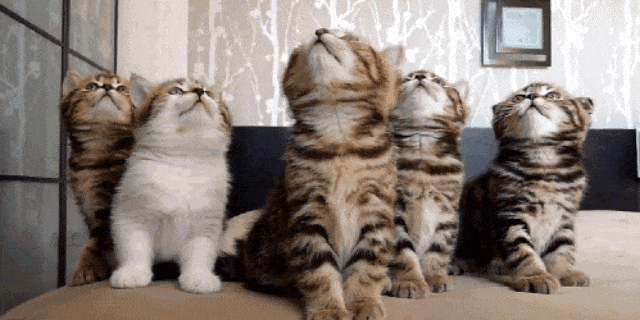 Kucing lucu. (Foto: Dok. PBH2)