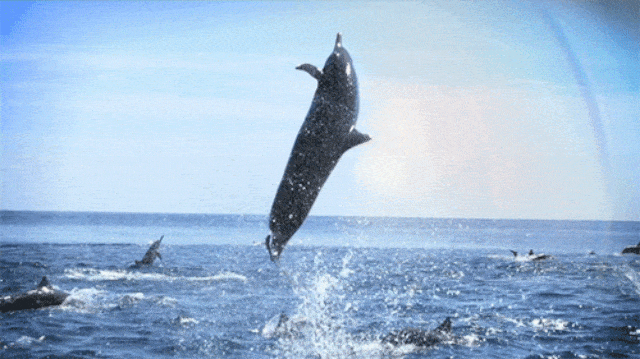 Ikan lumba-lumba. (Foto: Dok. Best Animation)
