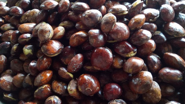 Jengkol (Foto: Novan Nurul Alam/kumparan)