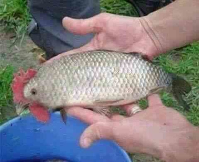 HIDAYAH: AYAM SUKA BERMAKSIAT DIKUTUK JADI IKAN