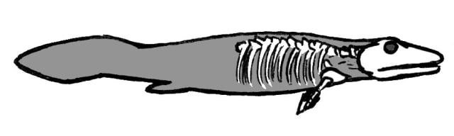 Ilustrasi Tiktaalik. (Foto: Wikimedia Commons)