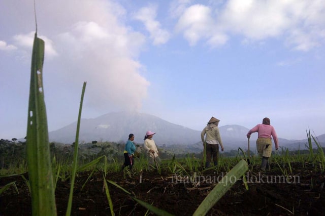 Secuil Kisah Denyut Nadi Penghuni Rimba Raya