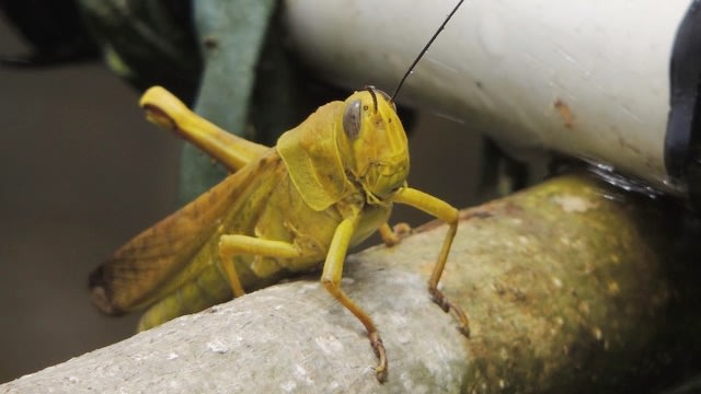 Belalang kembara. (Foto: Aji Setiabudi/biodiversitywarriors.org)