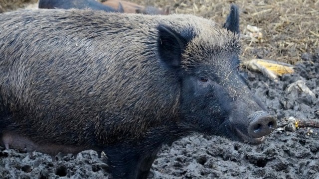 Ilustrasi babi hutan. (Foto: Pixabay)