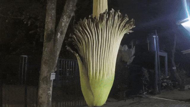 Bunga bangkai Amorphophallus titanum. (Foto: Raka dan Angga/kumparan)