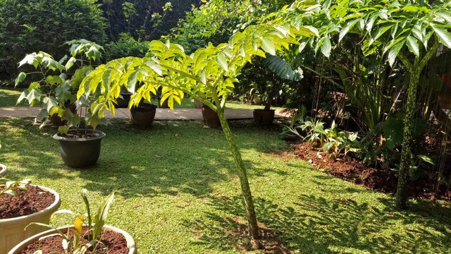 Proses vegetatif bunga bangkai (Foto: Deanda Dewindaru/kumparan)