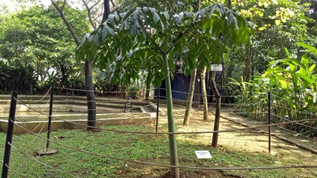 Fase vegetatif bunga bangkai. (Foto: Deanda Dewindaru/kumparan)
