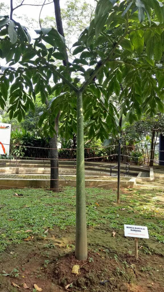 Proses vegetatif bunga bangkai (Foto: Deanda Dewindaru/kumparan)
