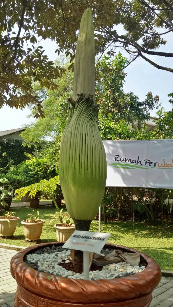 Proses generatif bunga bangkai (Foto: Deanda Dewindaru/kumparan)