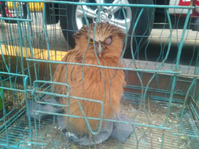 Penangkapan pelaku penjualan satwa ilegal (Foto: Dok. KLHK)