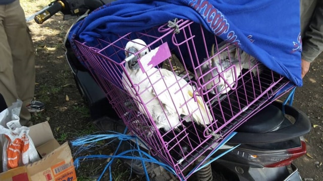 Penangkapan pelaku penjualan satwa ilegal (Foto: Dok. KLHK)