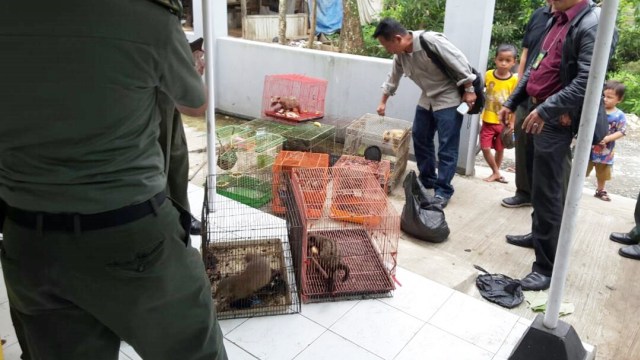Penangkapan pelaku penjualan satwa ilegal (Foto: Dok. KLHK)