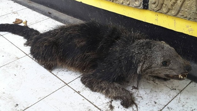 Penangkapan pelaku penjualan satwa ilegal (Foto: Dok. KLHK)
