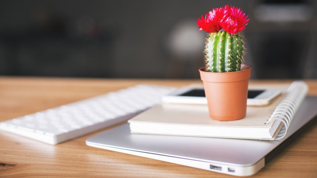 Tanaman Kaktus (Foto: Thinkstock)