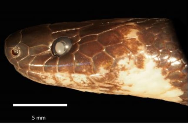 Yuliya Lipnitskaya erotik fotosuratlar Nessa Devil bilan jinsiy aloqa