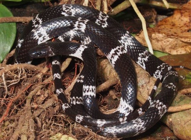 Nudist mushuk videolar