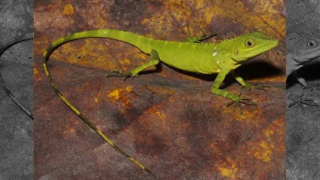 Pseudocalotes baliomus (Foto: Amir Hamidy/LIPI)