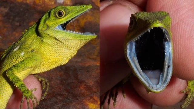 Pseudocalotes baliomus (Foto: Amir Hamidy/LIPI)