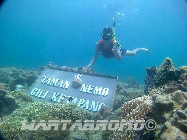 Yuk, Berburu Nemo Di Gili Ketapang!