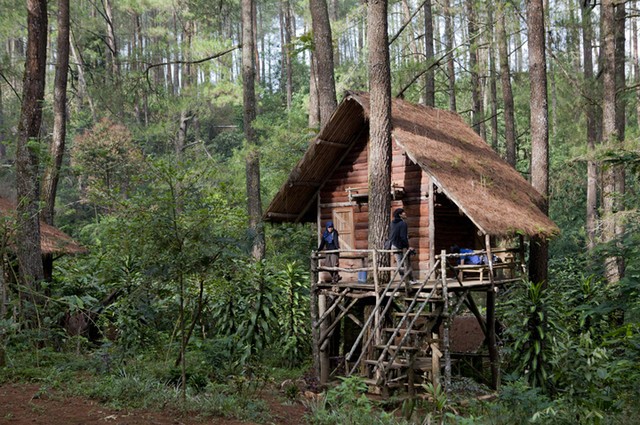 3 Penginapan ala Rumah Pohon di Tengah Hutan