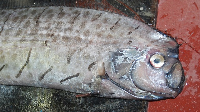 Ilustrasi Oarfish (Foto: wikimedia commons)