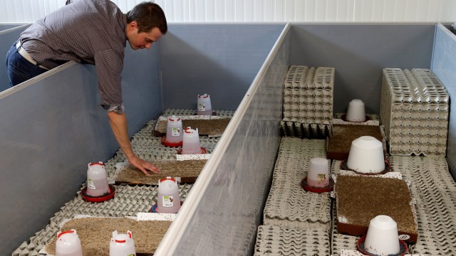 Ternak jangkrik Foto: Reuters/Francois Lenoir