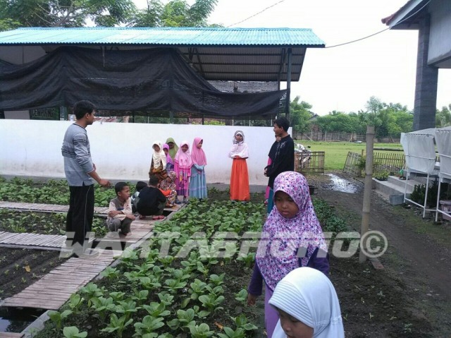 Gunakan Teknik Suhu Tanah, Sayuran Pegunungan Bisa Ditanam di Dataran Rendah