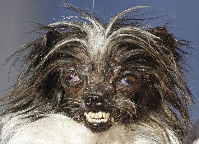 Peanut si Buruk Rupa tapi dicintai (Foto: AP Photo/George Nikitin)