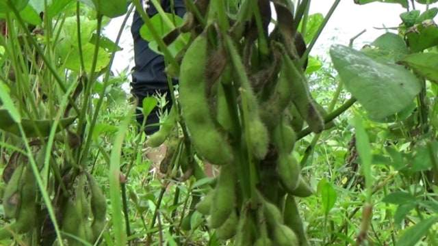 Petani Probolinggo Kembangkan Edamame Organik