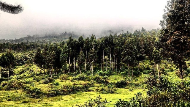 Pepohonan di Gunung Slamet. (Foto: Naufal Abdurrasyid/kumparan)