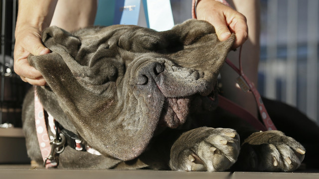 Martha, pemenang kontes anjing buruk rupa (Foto: AP)