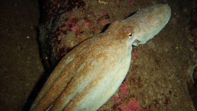 Ilustrasi gurita. (Foto: Wikipedia)