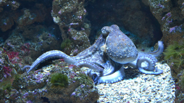 Gurita di laut. (Foto: Pixabay)