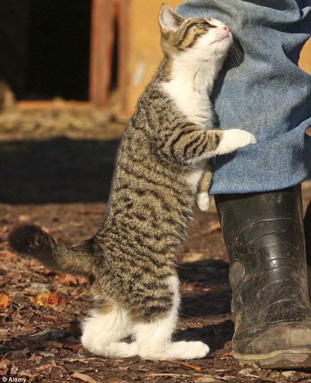 Mengapa Kucing Suka Menyundulkan Kepalanya Pada Kita?