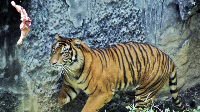 Perawatan Harimau Sumatra (Foto: Antara/Iggoy el Fitra)